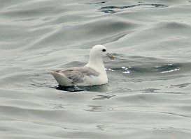 Fulmar, Northern, 2006-07081767 Hyannis, MA